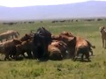 THE MARA SURVIVAL - HYENAS FEASTING A WILDEBEEST ALIVE