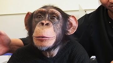 The Dark Truth Behind a Famous Chimp’s Life on Screen (Animal Documentary)