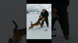 Malinois Krallıgı Kar Fırtına Demeden Yollardayız