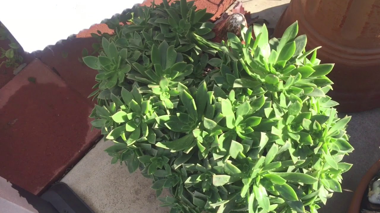 Protecting Succulents and Cacti from Cold Temperatures 