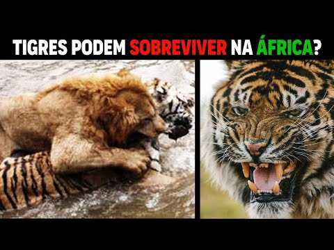 Vídeo: Os tigres vivem na floresta tropical?
