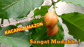Kacang Amazon : Bagaimana cara menanamnya....!??