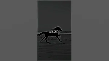 وين الخيل تشد الحيل Remix Music 