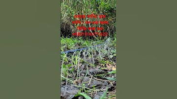 waterhen dahuk bird trap.ruak ruak bird trap handing.kalim bird trap handing.#dahukpakhi