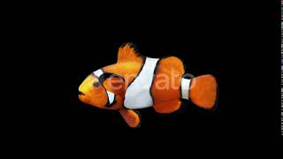 Clownfish | Motion Graphics - Envato elements