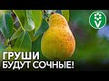 ЗАЩИТИТЕ ГРУШУ ПРЯМО СЕЙЧАС! Болезни и вредители боятся этого как огня!