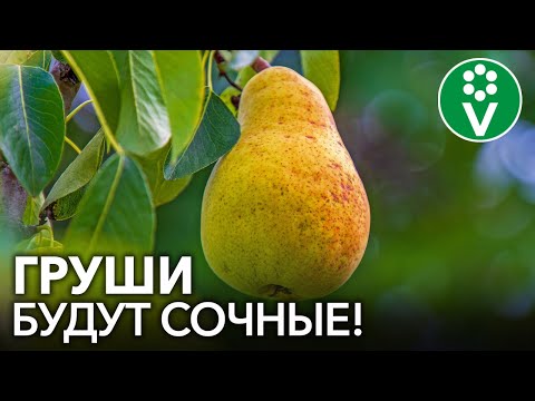 ЗАЩИТИТЕ ГРУШУ ПРЯМО СЕЙЧАС! Болезни и вредители боятся этого как огня!