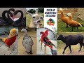 Visita ao Recanto das Aves na Bahia, Cisnes, Gansos Toulouse, Sebastopol, Ceriopsis, Lhama e Búfalo