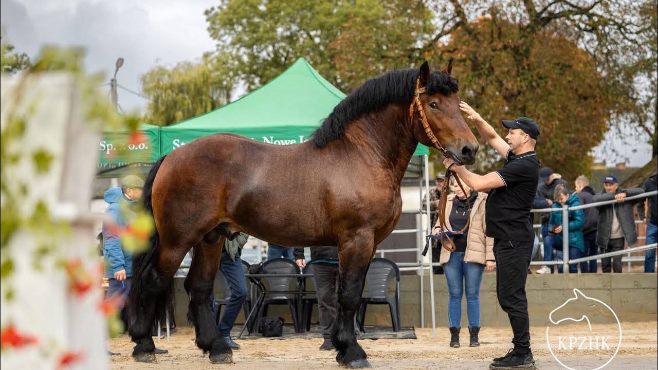 Aukcja ogierów Nowe Jankowice ogier GOWIN jedyny w stawce 15 na typie 