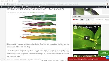 CÁCH PHÂN BIỆT CÁC TRIỆU CHỨNG CÂY THIẾU DINH DƯỠNG QUA LÁ – ĐA LƯỢNG