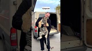 Tiger cub in critical condition ❤️‍🩹