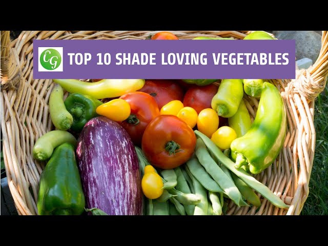 Top 10 Shade Loving Vegetables - The Best Veggies To Grow In Shade class=