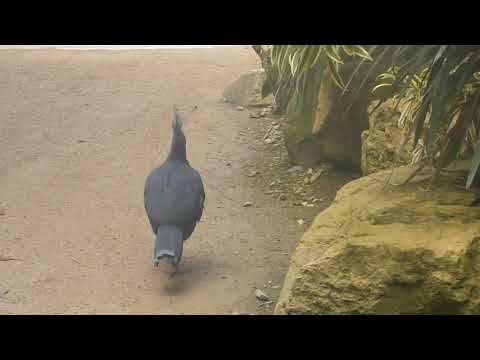 Twycross Zoo - big pigeon!!