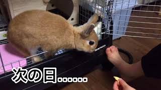 #101 お手製の乾燥リンゴをパクパク美味しそうに食べるうさぎ