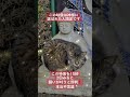 開運 運気上昇 良縁 評判運勢アップ -金運ア- JP