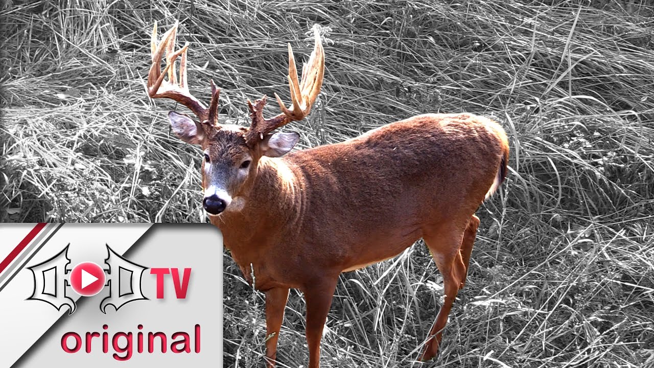 Danger 217 2/8" Mark Drury Hosts Watch Party And Reviews Footage From Largest Buck To Date