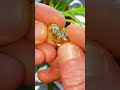 Natural vs Stabilized King Manassa #Turquoise #cabochon #lapidary #cabochongemstone #colorado