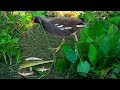 UNBELIEFBALE BIRD TRAP | How To Make Alive Birds Trap | Quick Bird Trap