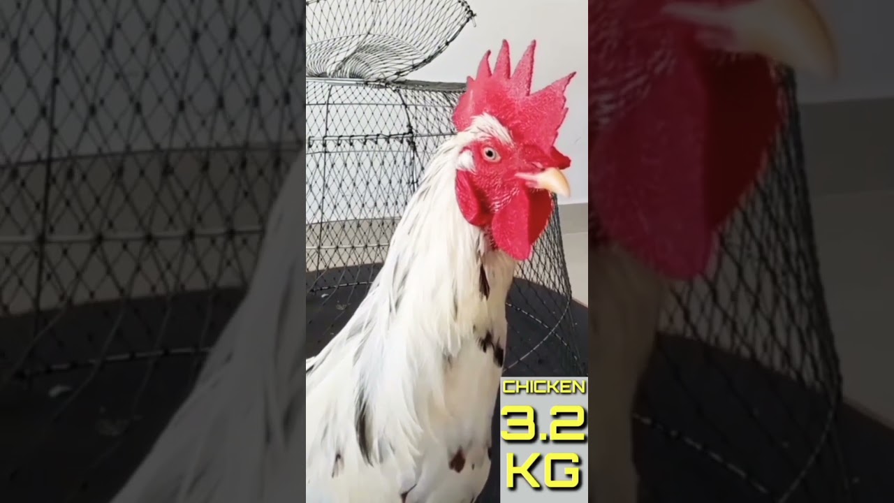 Beautiful Cock Breeds A 571 YouTube