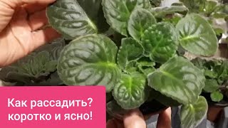 Как рассадить разросшуюся Фиалку? Коротко и ясно!