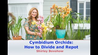 Cymbidium Orchid Care: HOW and WHEN to Divide and Repot Cymbidiums! 😀 Shirley Bovshow by Eden Maker by Shirley Bovshow 22,383 views 2 years ago 6 minutes, 34 seconds