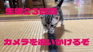 生後23日目　カメラを追いかけるぞキャットタワーまだ登れないけど好きな場所