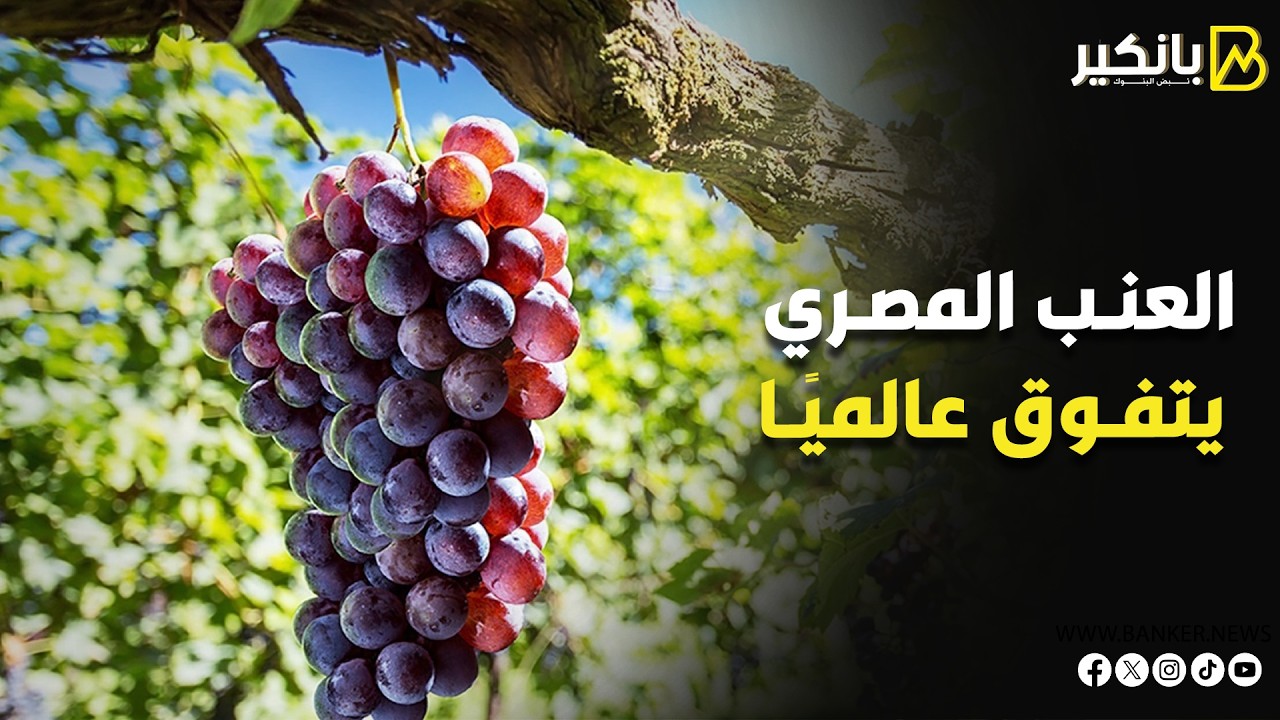 بنسبة 50%.. العنب المصري يزيح المنافسين ويتربع على عرش واردات هذه الدولة