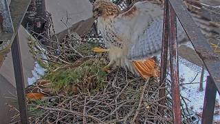 Arthur Drops A Branch Of Evergreen On Big Red As She Incubates At Cornell Hawks Nest | Mar. 23, 2026 screenshot 3