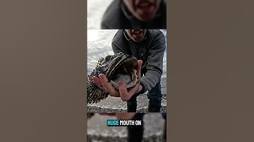 He caught a stonefish.😱😱😱 #campfirecooking #survival #wildernesslife #outdoors