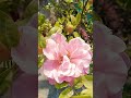 sunshade on the Pinky🌸🩷🌷 ROSE #shortvideo #music #rose