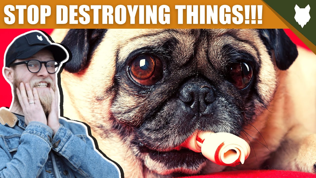 How To Stop Your PUG Destroying Things - YouTube