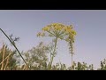 @-earth.plants-animalsAnethum graveolens, dill, moraçë