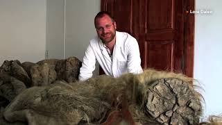 Woolly mammoths had no body odor: DNA study