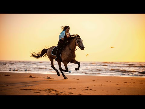 Paarden video op het strand van Noordwijk