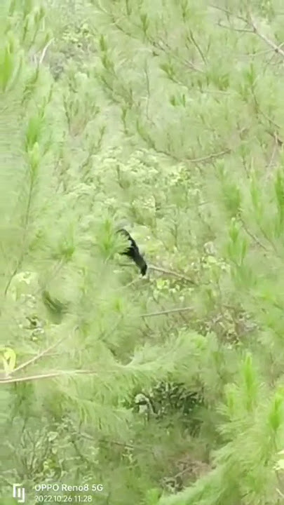 SIAMANG DI DALAM HUTAN