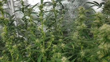 Week 8 of 10 autoflower run. EZHYDROGROW.COM hydroponic grow system