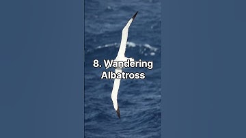 Top 10 Largest Bird Species in the World
