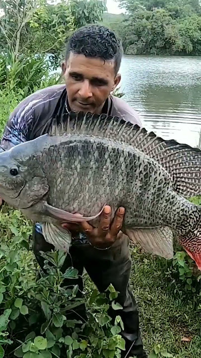 4kg😍 hadiah nila.. #fish #farming #meenavan #Orenamemtal #reels #kkkmeenavan #மீன்
