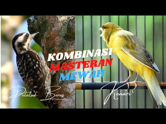 MASTERAN BURUNG MURAI KOMBINASI MASTERAN PELATUK BERAS DAN KENARI GACOR I SPEED RAPAT class=