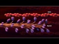 Muscle Function and Contraction Quiz