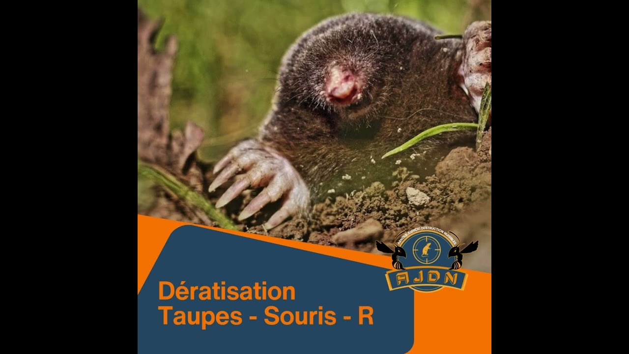 AJDN désinsectisation dératisation Arnold JUDYCKI