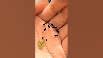 incredible animal transformation!