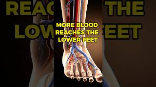 Why Your Feet Feel Heavy After Sitting Foot Circulation Explained