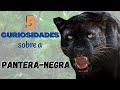 Panteranegra veja 5 curiosidades sobre esse felino fantstico um dos animais lindos da natureza