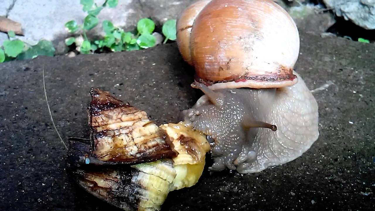 snail eating banana caracol comiendo banano YouTube