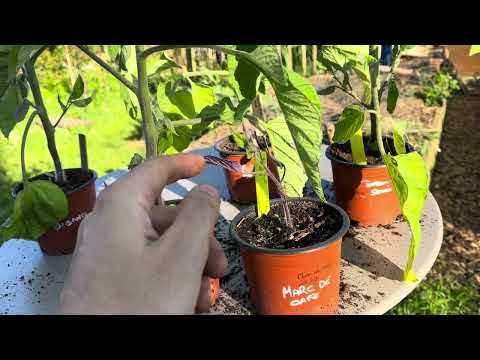 Marc de café, purin de banane, les effets sur les plants de tomates 🍅