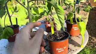 Marc de café, purin de banane, les effets sur les plants de tomates 🍅 Resimi