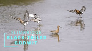 BLACKTAILED GODWIT