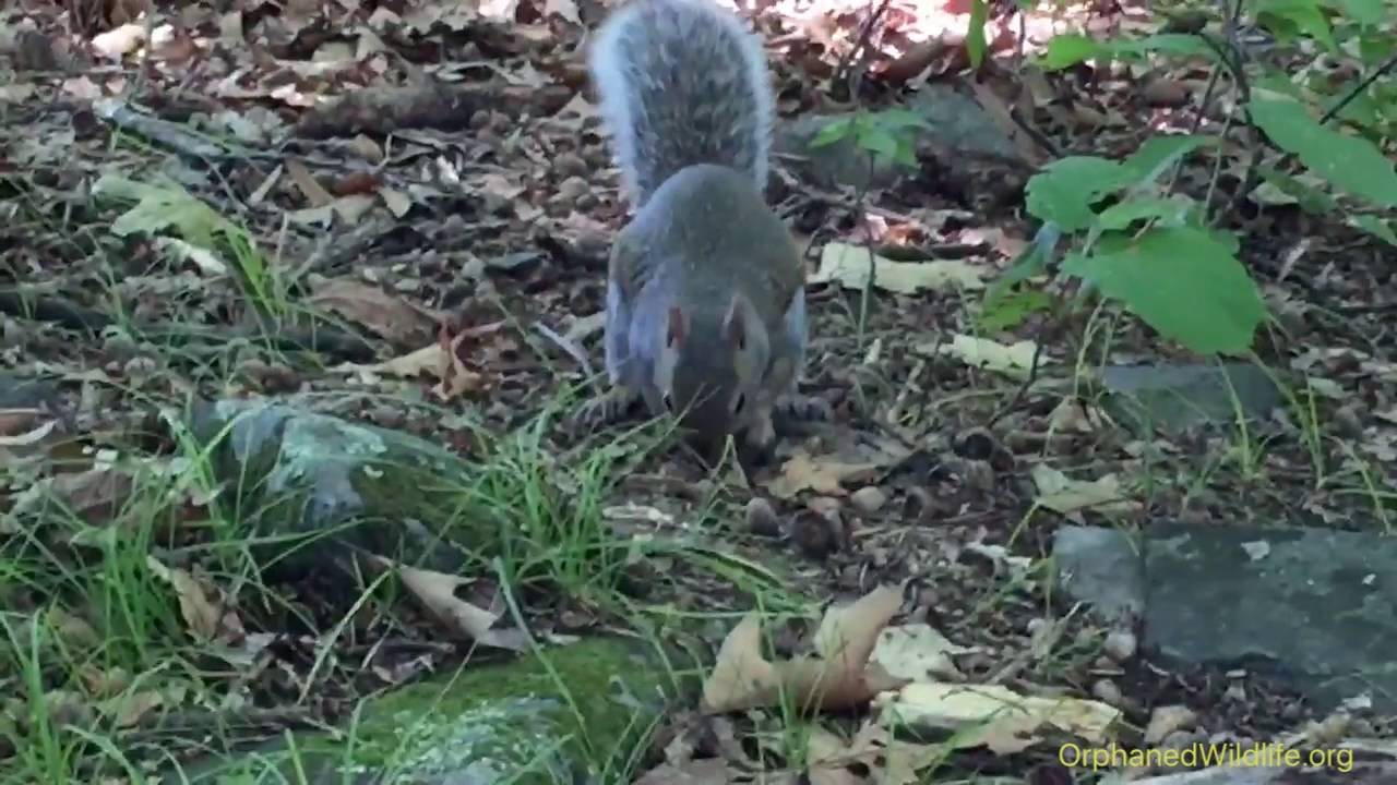 profit and loss statement Squirrel release