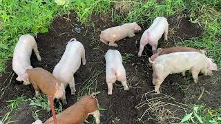 Training New Pigs to Our Electric Fences